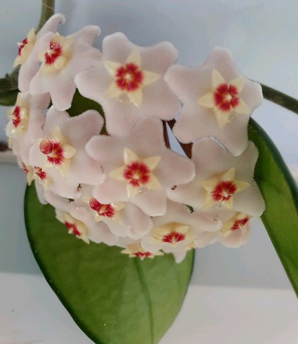 Hoya carnosa wax plant - hoya,