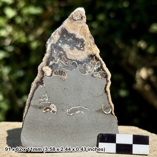 Promicroceras ammonite fossil - ammonite,