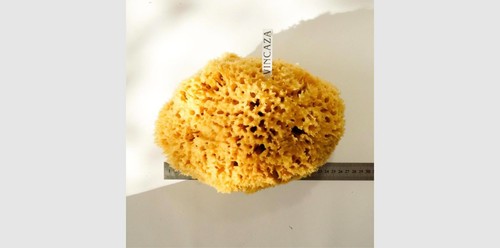 22cm natural giant sponges - 20-22cm,