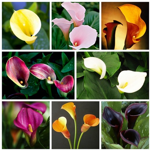 100 calla lily seeds - calla,