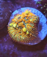 small bounce Mushroom mushroom Marine Coral Frag LPS Soft Corals Frags Reef