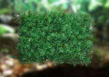 Vivarium Background Artificial Planted Background Panel 60cm x 40 cm