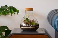 Medium Terrarium Kit DIY with Glass Plants Moss  Garden in a Bottle Ecosystem