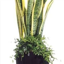  Artificial Snake Plants for Auction Tall Potted Sanseveria 4 feet 120cm 
