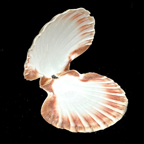Large scallop matching pair - large,