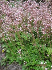 6 x London Pride (Saxifraga