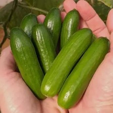 3x Mini Muncher Cucumber plug