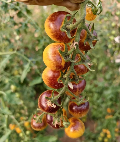 Cherry tomato plants - 2x,