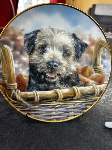 Danbury mint border - border, terrier