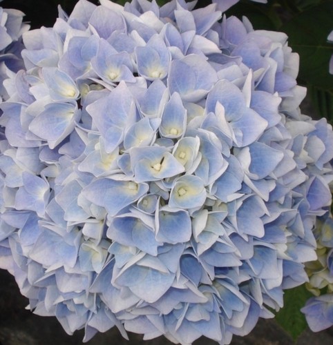Hydrangea ankong pbr in - ,,
