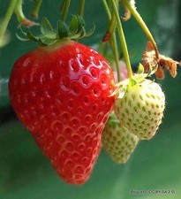 Strawberry 'Cambridge