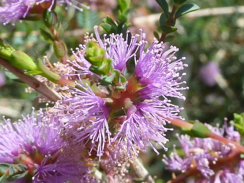 Melaleuca gibbosa small leaved - melaleuca,