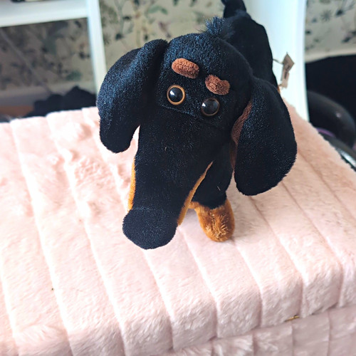 Black tan dachshund sausage - black,