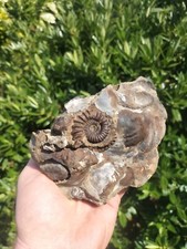 BEAUTIFUL ANDROGYNOCERAS CAPRICORNAS AMMONITE WHITBY YORKSHIRE  FOSSIL