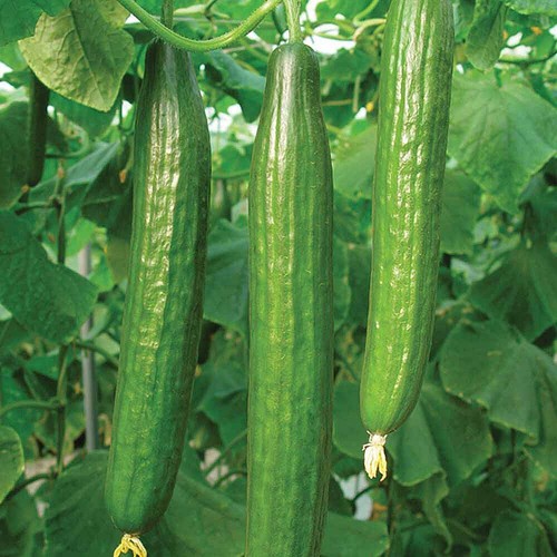 Thompson morgan cucumber - &,
