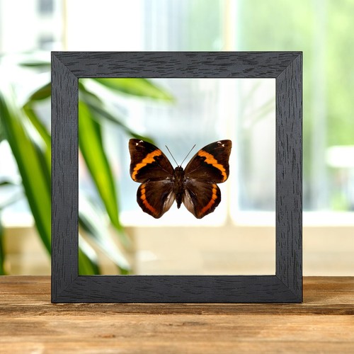 Lowl owl butterfly clear - butterfly,