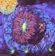 purple blasto  Marine Coral Frag LPS Soft Corals Frags Reef wyswyg .