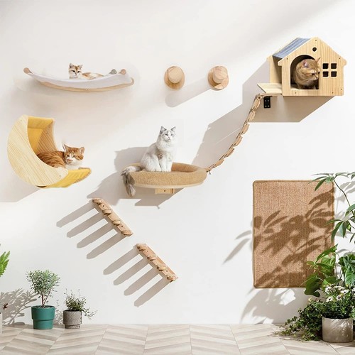 Cat wall climbing - cat, shelves