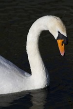 M42 Screw Telephoto Lens 400mm