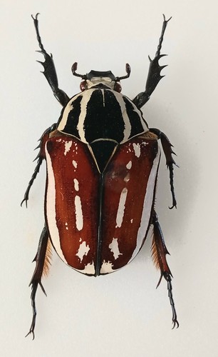 Mecynorrhina torquata - mecynorrhina,