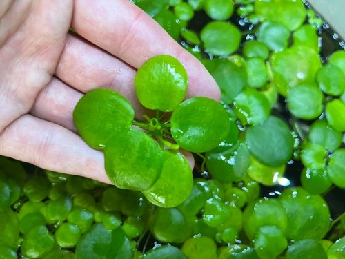 Amazon frogbit limnobium - 3,