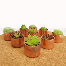 Tiny Succulent Sempervivum Copper Pot Favours Gifts, Weddings, Baby Showers