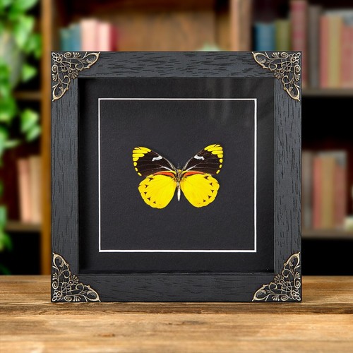 Jezebel taxidermy butterfly - jezebel,
