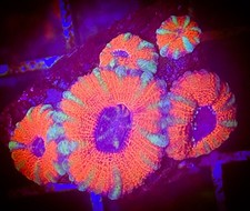 SAF~ ‘WYSIWYG” Green/Red