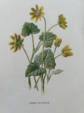 Antique print lesser celandine - print,