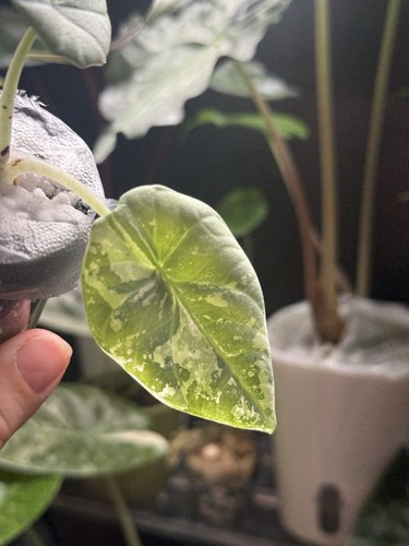 Alocasia maharani albo corm - alocasia,