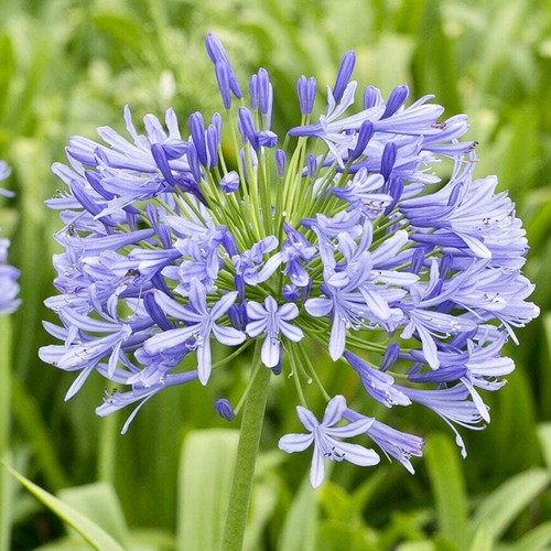 African lily agapanthus - african,