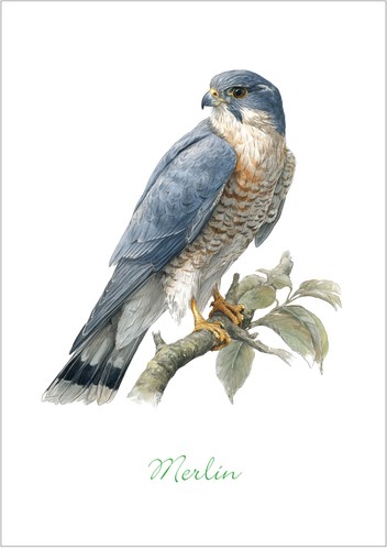 Birds prey unframed a4 - birds,
