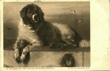 Dog portrait postcard antique A Member of the Royal Humane Society Landseer