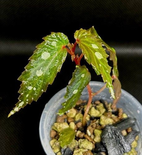 Begonia mantuk 6 - sp.,