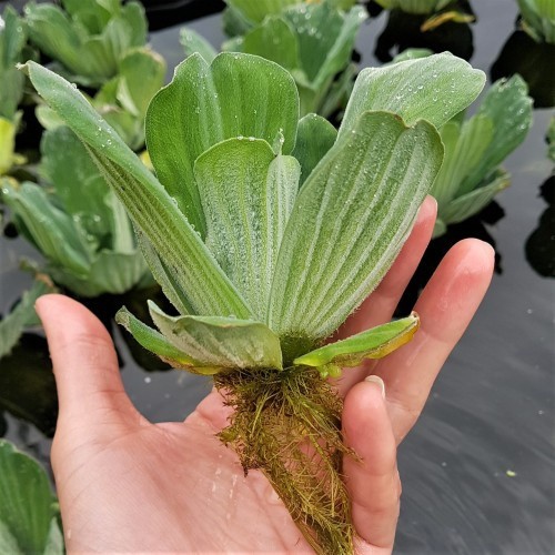 Large water lettuce - large,