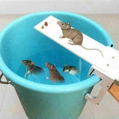 Home garden pest control - pest,