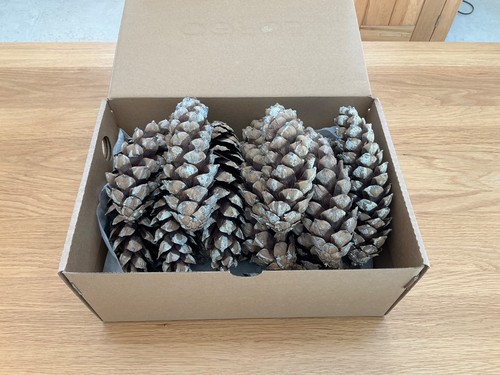 Natural pine fir cones - pine,
