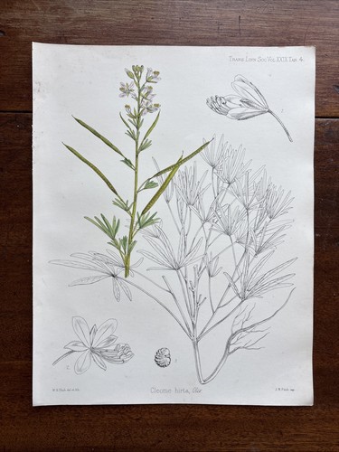 Antique cleome hirta - antique,