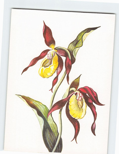 Postcard frauenschuh - postcard,