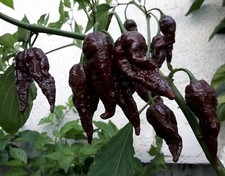 Chocolate Naga Jolokia Chilli Seeds - Bhut Jolokia - Ghost Chilli - UK STOCK