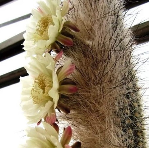 Thrixanthocereus cullmannianus