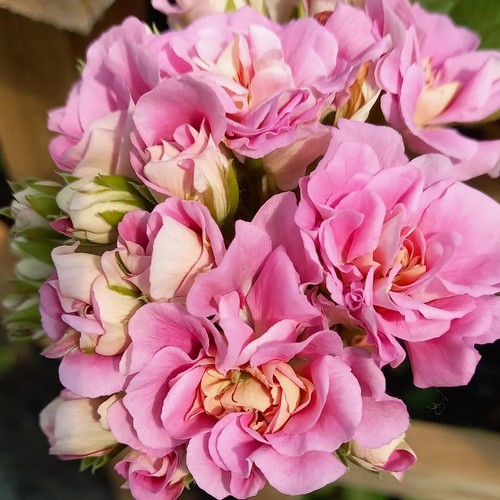 Lia aurora pelargonium - lia,