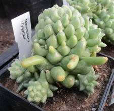 MAMMILLARIA 'TAIJULIAN' sport - highly unusual sparsely spined cactus.