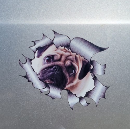 Cute pug dog - puppy, open
