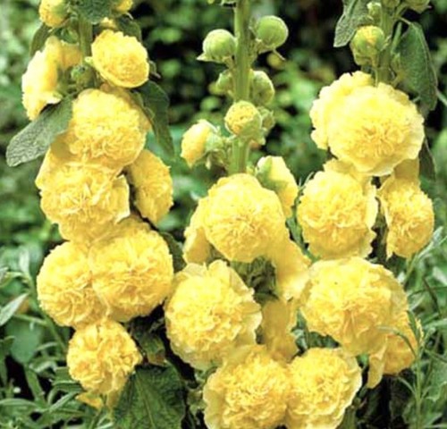 Mallow hollyhock alcea - 20,