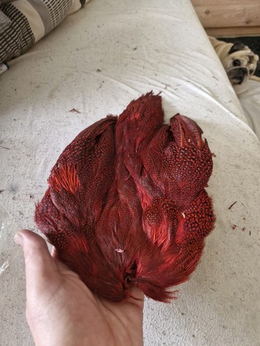 Guinea fowl red - fowl,