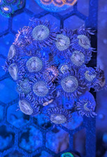 🔥 WYSIWYG: The "Chaos in