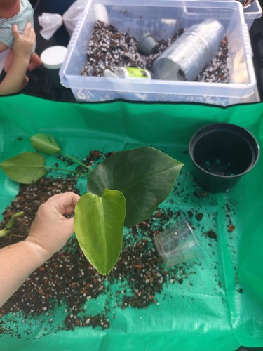 Monstera deliciosa swiss - deliciosa,