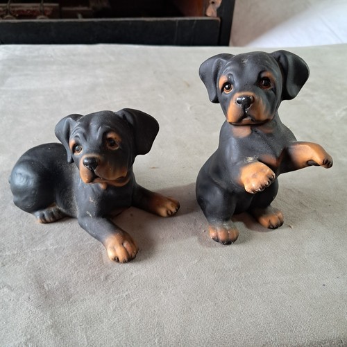 Two small rottweiler - small, puppy