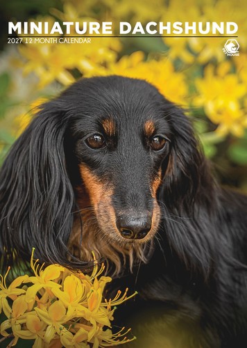 Miniature dachshund 2027 a3 - miniature, |